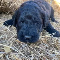 Light Pink, a female Pyredoodle for sale in Wellington, CO – Photo 5 of 8