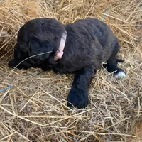Light Pink, a female Pyredoodle for sale in Wellington, CO – Photo 7 of 8