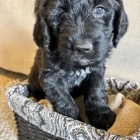 Light Pink, a female Pyredoodle for sale in Wellington, CO – Photo 1 of 8