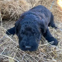 Light Pink, a female Pyredoodle for sale in Wellington, CO – Photo 4 of 8