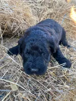 Light Pink, a female Pyredoodle for sale in Wellington, CO – Photo 2 of 6