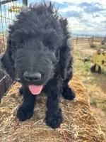 Brown, a male Goldendoodle for sale in Wellington, CO – 2 of 10