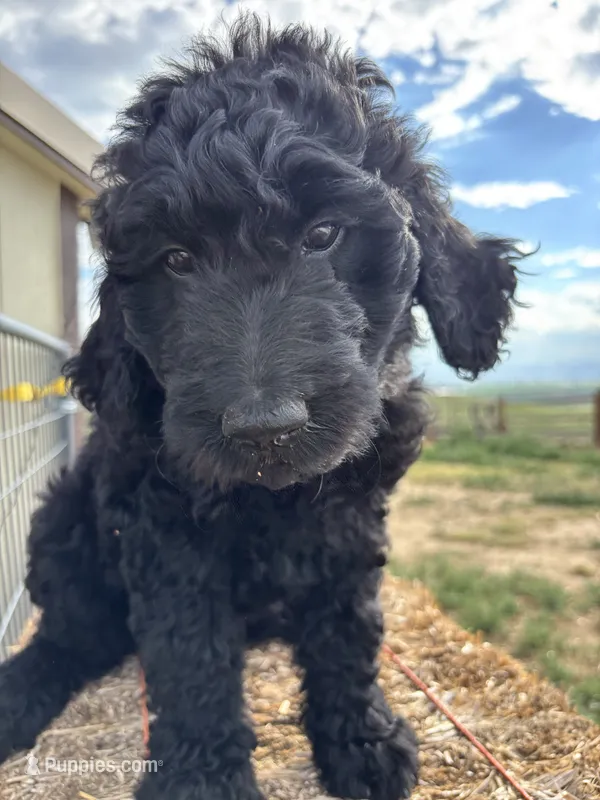 Pink – Goldendoodle puppy for sale in Wellington, CO