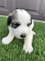 Purple, a female Great Pyrenees for sale in Wellington, CO – Photo 4 of 4