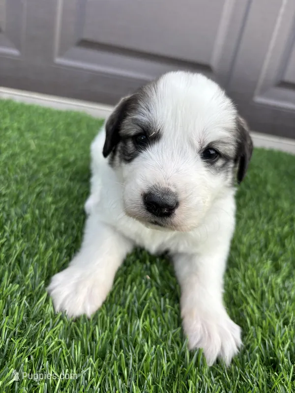 Purple – Great Pyrenees puppy for sale in Wellington, CO