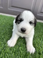 Purple, a female Great Pyrenees for sale in Wellington, CO – Photo 1 of 4