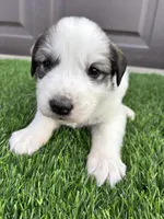 Purple, a female Great Pyrenees for sale in Wellington, CO – Photo 3 of 4