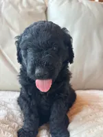 Pink, a female Goldendoodle for sale in Wellington, CO – 5 of 5