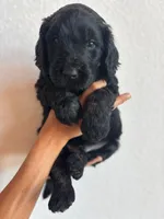 Blue, a male Goldendoodle for sale in Wellington, CO – 3 of 4