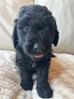 Brown, a male Goldendoodle for sale in Wellington, CO – 2 of 6