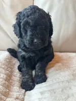 Orange, a male Goldendoodle for sale in Wellington, CO – 2 of 6