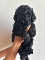 Red, a male Goldendoodle for sale in Wellington, CO – 6 of 9