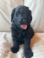 Green, a male Goldendoodle for sale in Wellington, CO – 5 of 10