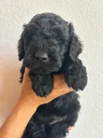 Brown, a male Goldendoodle for sale in Wellington, CO – 5 of 6