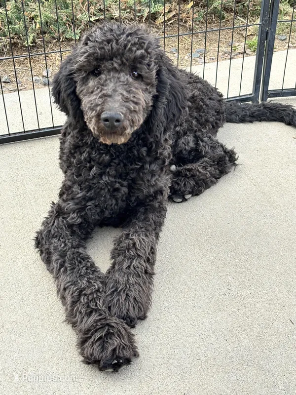 Yellow AKC – Poodle - Standard  puppy for sale in Wellington, CO