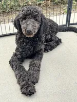 Yellow AKC, a female Poodle - Standard  for sale in Wellington, CO – Photo 1 of 6