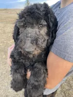 Yellow AKC, a female Poodle - Standard  for sale in Wellington, CO – Photo 7 of 9