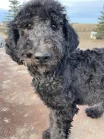 Yellow AKC, a female Poodle - Standard  for sale in Wellington, CO – Photo 4 of 9