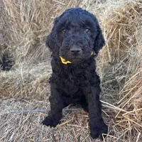 Yellow AKC, a female Poodle - Standard  for sale in Wellington, CO – Photo 5 of 6