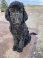 Yellow AKC, a female Poodle - Standard  for sale in Wellington, CO – Photo 6 of 9