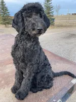Yellow AKC, a female Poodle - Standard  for sale in Wellington, CO – Photo 5 of 9