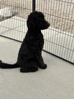 Yellow AKC, a female Poodle - Standard  for sale in Wellington, CO – Photo 4 of 6