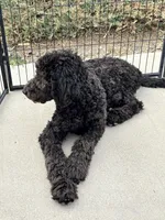 Yellow AKC, a female Poodle - Standard  for sale in Wellington, CO – Photo 2 of 6