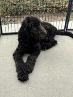 Yellow AKC, a female Poodle - Standard  for sale in Wellington, CO – Photo 3 of 6