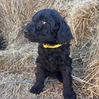 Yellow AKC, a female Poodle - Standard  for sale in Wellington, CO – Photo 6 of 6