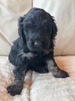 Purple, a female Goldendoodle for sale in Wellington, CO – 3 of 6
