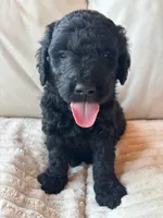 Green, a male Goldendoodle for sale in Wellington, CO – 9 of 10
