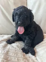 Orange, a male Goldendoodle for sale in Wellington, CO – 5 of 6