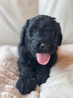 Green, a male Goldendoodle for sale in Wellington, CO – 6 of 10