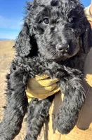 Green, a male Goldendoodle for sale in Wellington, CO – Photo 7 of 9