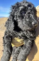 Green, a male Goldendoodle for sale in Wellington, CO – Photo 8 of 9