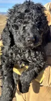 Green, a male Goldendoodle for sale in Wellington, CO – Photo 6 of 9