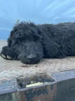 Green, a male Goldendoodle for sale in Wellington, CO – Photo 2 of 9