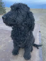 Green, a male Goldendoodle for sale in Wellington, CO – Photo 4 of 9