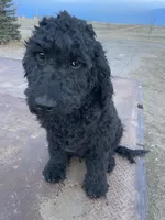 Green, a male Goldendoodle for sale in Wellington, CO – Photo 1 of 9