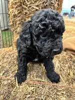 Green, a male Goldendoodle for sale in Wellington, CO – Photo 9 of 9