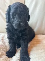 Green, a male Goldendoodle for sale in Wellington, CO – 4 of 10
