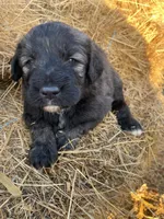 Blue, a male Pyredoodle for sale in Wellington, CO – Photo 1 of 4