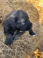 Blue, a male Pyredoodle for sale in Wellington, CO – Photo 4 of 4