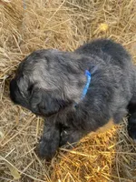 Blue, a male Pyredoodle for sale in Wellington, CO – Photo 2 of 4