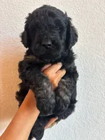 Orange, a male Goldendoodle for sale in Wellington, CO – 6 of 6