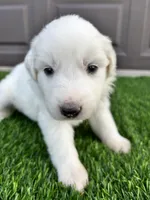Pink, a female Great Pyrenees for sale in Wellington, CO – Photo 1 of 4