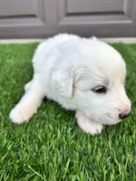 Pink, a female Great Pyrenees for sale in Wellington, CO – Photo 4 of 4