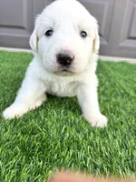 Pink, a female Great Pyrenees for sale in Wellington, CO – Photo 3 of 4