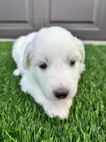 Pink, a female Great Pyrenees for sale in Wellington, CO – Photo 2 of 4