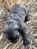 Teal, a female Pyredoodle for sale in Wellington, CO – Photo 3 of 5